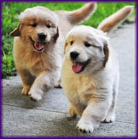 crescent goldens halley berry square