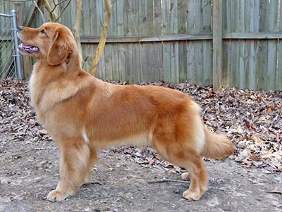  CH Gemini Crescent Over The Limit